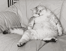 cat lazy sleeping fat