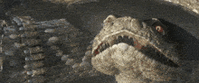 a close up of a snake eating a mouse