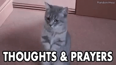 Cat Thoughts And Prayers GIF - Cat Thoughts And Prayers Praying ...