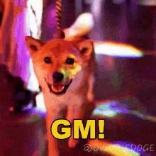 Gm The Doge Nft GIF - Gm The Doge Nft Good Morning GIFs