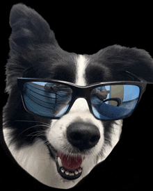 Cool Dog Sunglasses GIF - Cool Dog Dog Sunglasses GIFs