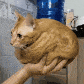 a cat is being held in someone 's hand in front of a water bottle