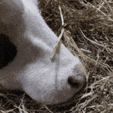 a close up of a cow 's nose with straw sticking out of it