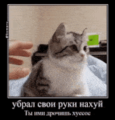 a cat is sitting on a person 's lap and looking at the camera with a caption in russian .