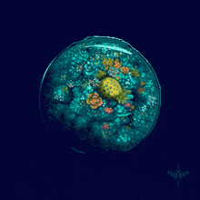 Coral Reef Sphere GIF - Coral Reef Sphere GIFs
