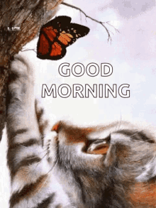 good morning kitty butterfly cat