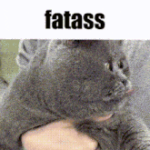 Fatass Fat Cat GIF - Fatass Fat Ass GIFs