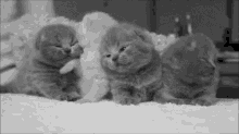 Fluffy Goodness GIF - Animals Cats Kittens GIFs