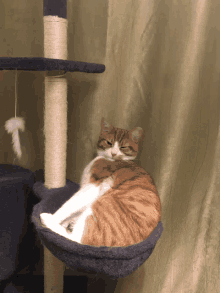 Cheese Cat GIF - Cheese Cat Tired GIFs