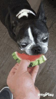 Watermelon Boston GIF - Watermelon Boston Terrier GIFs