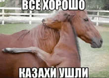 two horses are hugging each other with a caption in russian that says " все хорошо "
