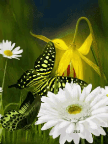 Butterfly Bug GIF - Butterfly Bug Flowers GIFs