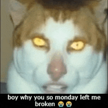 Monday Left Me Broken Cat Boy Why You So GIF - Monday Left Me Broken Cat Boy Why You So GIFs