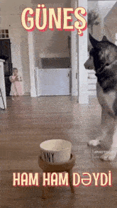 a husky dog standing next to a bowl with the name enny on it