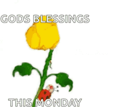 Surprise Flowers GIF - Surprise Flowers Gods Blessings GIFs