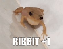 a picture of a frog with the words ribbit +1 above it