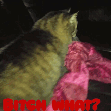 What Surprised GIF - What Surprised Cat GIFs