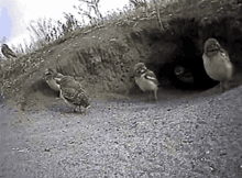 Owls Sneaky GIF - Owls Sneaky GIFs