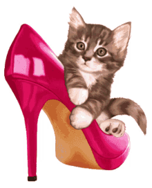 Grazie Kitten Shoe GIF - Grazie Kitten Shoe GIFs