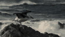 Strong Winds World Penguin Day GIF - Strong Winds World Penguin Day Predator In Paradise GIFs