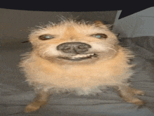a close up of a dog 's face that looks like it is smiling