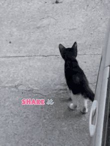 Cat Cute GIF - Cat Cute Shake GIFs