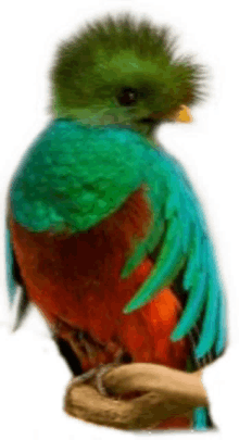 parrot bird colorful cute