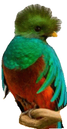 Parrot Bird Sticker - Parrot Bird Colorful Stickers