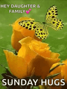 butterfly yellow rose sunday hug