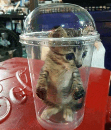a small kitten is sitting inside of a clear plastic cup on a red table .