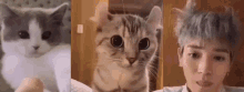 Taeyong Cat Cats Grey Gray Hair Ears Cute Meme Triple Boba Eyes Three Vlive Live GIF - Taeyong Cat Cats Grey Gray Hair Ears Cute Meme Triple Boba Eyes Three Vlive Live GIFs