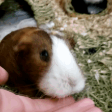 Guinea Pig Sniff GIF