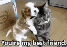 Youre My Best Friend Dogs GIF - Youre My Best Friend Dogs Cats GIFs