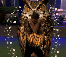 Hugo Castejon Owl GIF - Hugo Castejon Owl Hearts GIFs