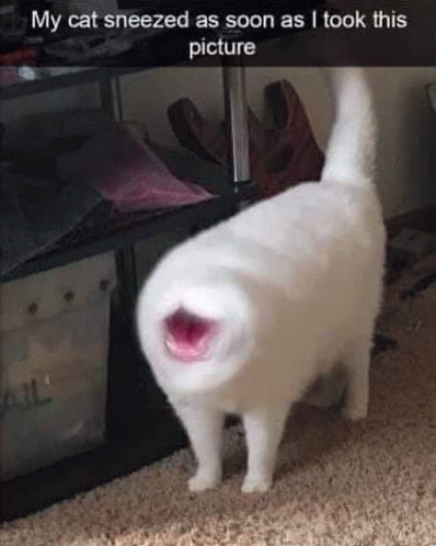 Cat Mouth Gif Cat Mouth Cursed Discover Share Gifs