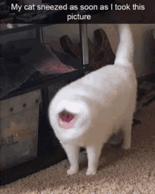 Cat Mouth GIF - Cat Mouth Cursed GIFs