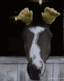 Animal Horse GIF