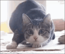 a gray and white cat is standing on a cardboard box looking at the camera .