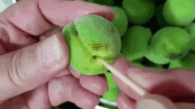 매실 초록 손질 이쑤시게 과일 GIF