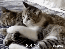 Cat Hug GIF - Cat Hug Love GIFs