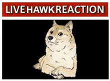Gunnarhawk Live Hawk Reaction GIF - Gunnarhawk Gunnar Live Hawk Reaction GIFs
