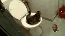shit cat pooping cat