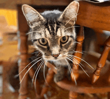 a close up of a cat 's face looking at the camera