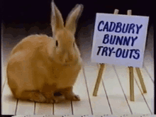 Bunny Easter GIF - Bunny Easter Cadbury GIFs
