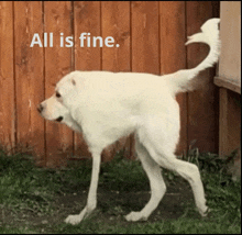 a white dog standing in front of a wooden fence with the words all is fine