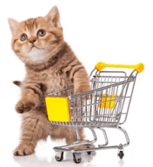a cat is standing next to a small shopping cart .