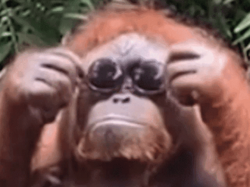 [Image: monke-orangutan.gif]