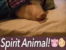 Spirit Animal GIF - Pig Spirit Animal GIFs