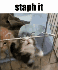 staph it staph cat cage angry kitten