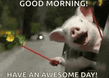 a picture of a pig holding a red stick with the words good morning have an awesome day .